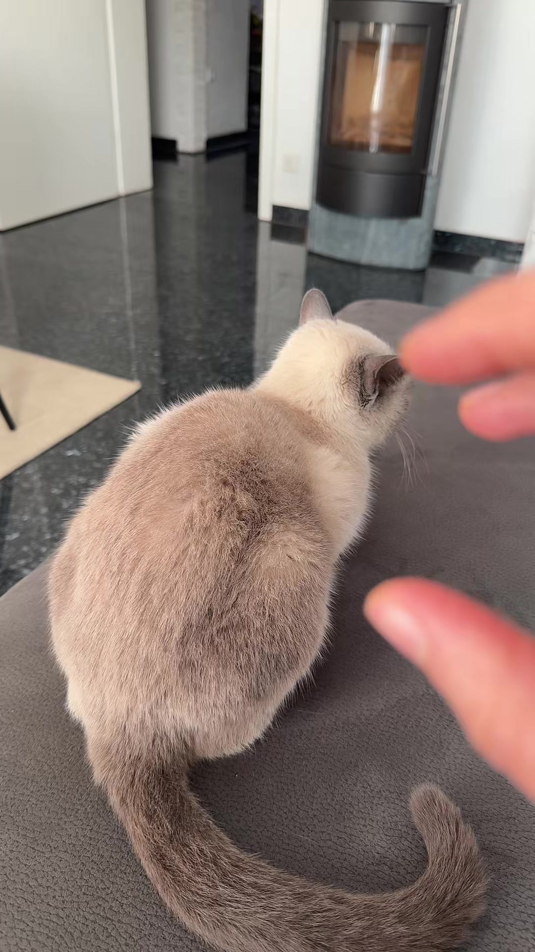 @TugbasCats