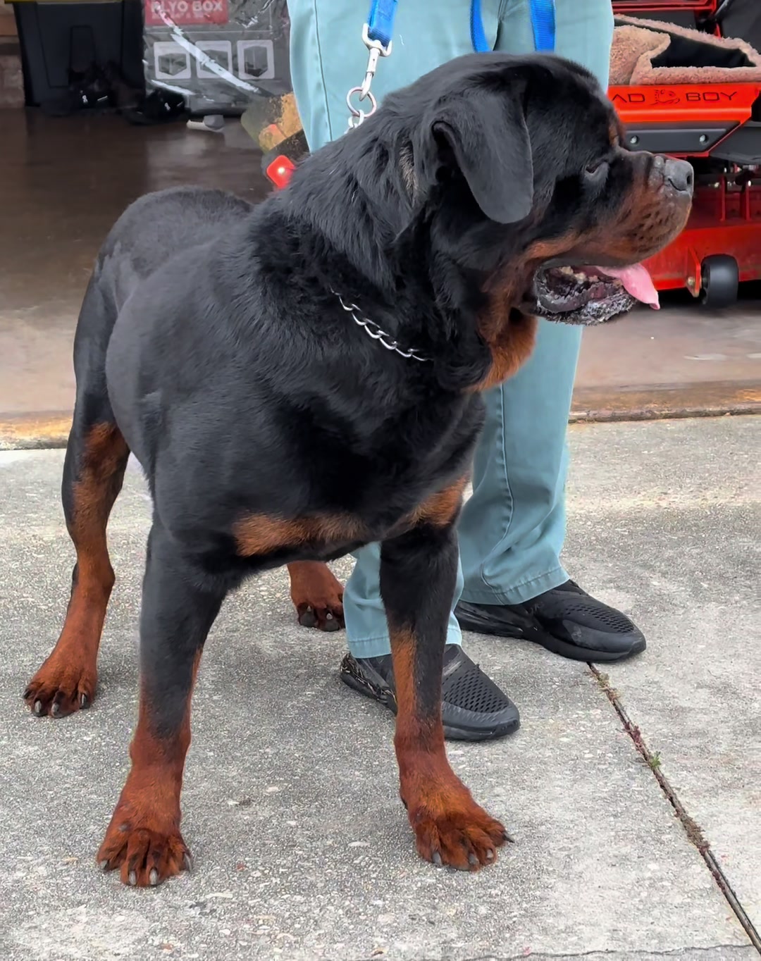 @King Vasko Rottweilers