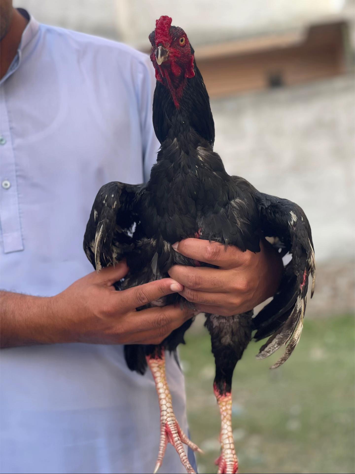 @🦅MiANWALY Aseel 🦅