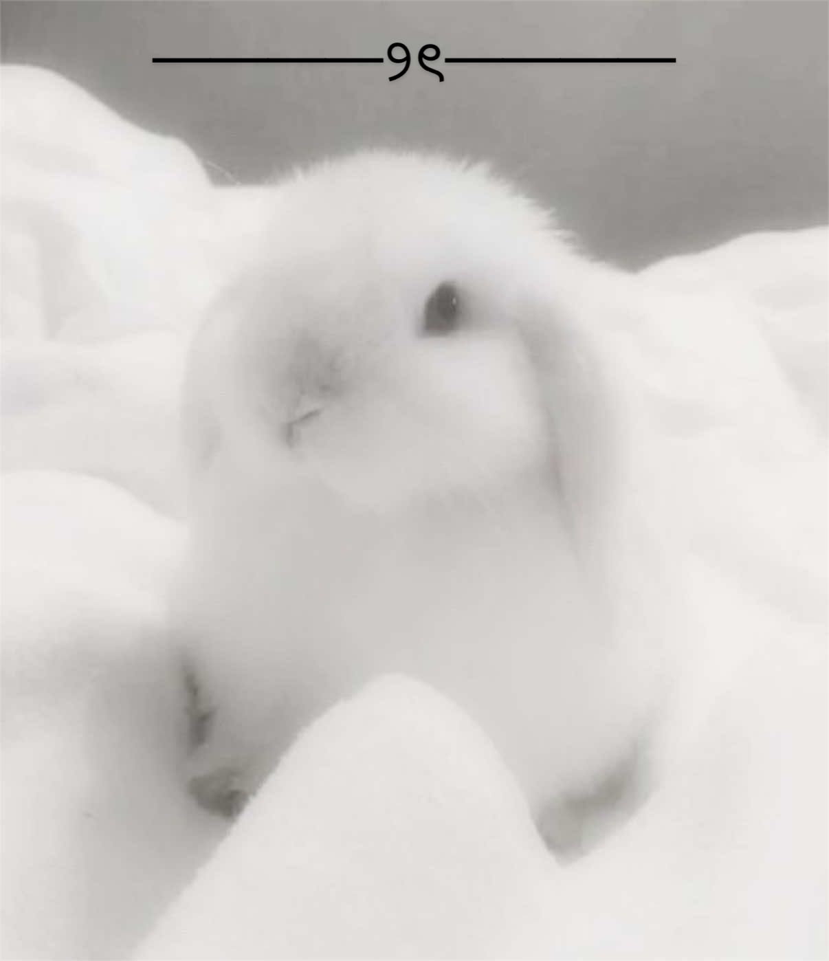 @꒰ঌ ppawed ໒꒱