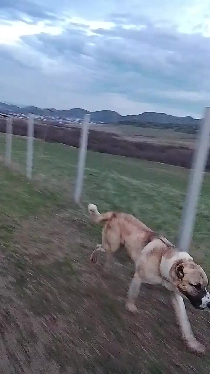 @🥇 QORO&Ccedil;🥇POTA 🥇