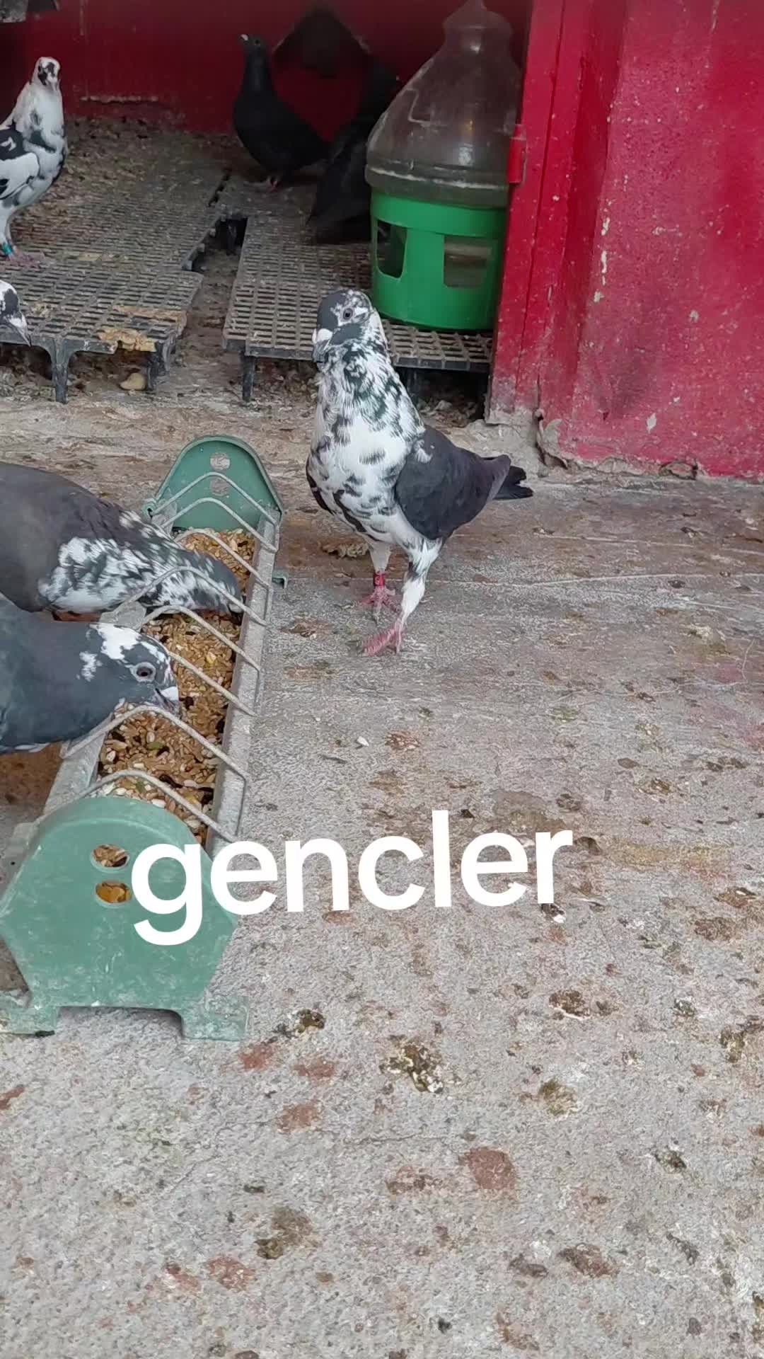 @mersinli.0233