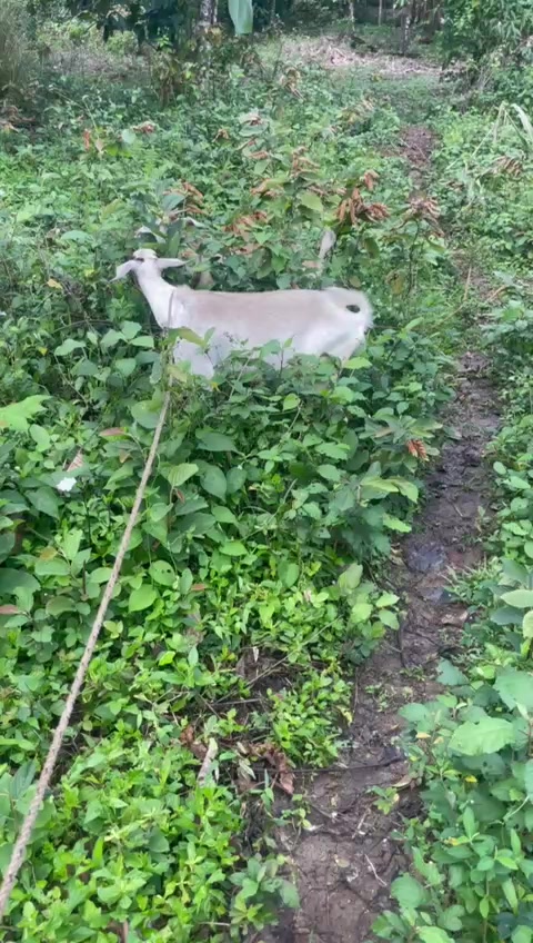 @Goat Ranch