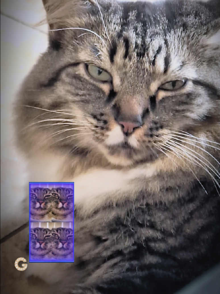 @RIEJ💘(&Phi;&omega;&Phi;)🐈️🐾👑