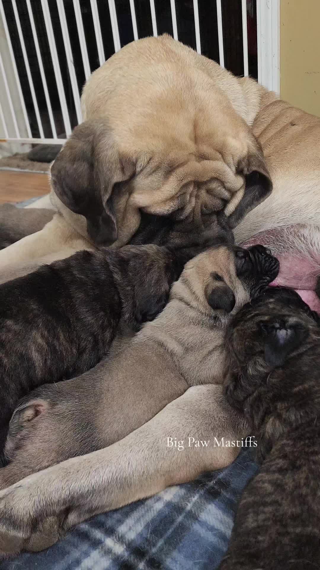 @Big Paw Mastiffs