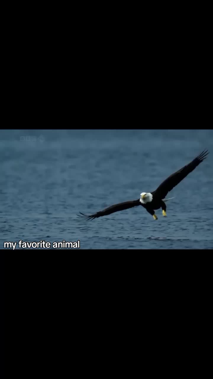 @sv3t_yivegani