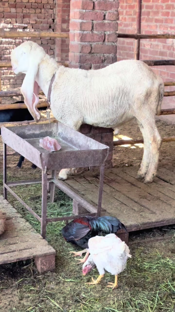 @Shiraz livestock