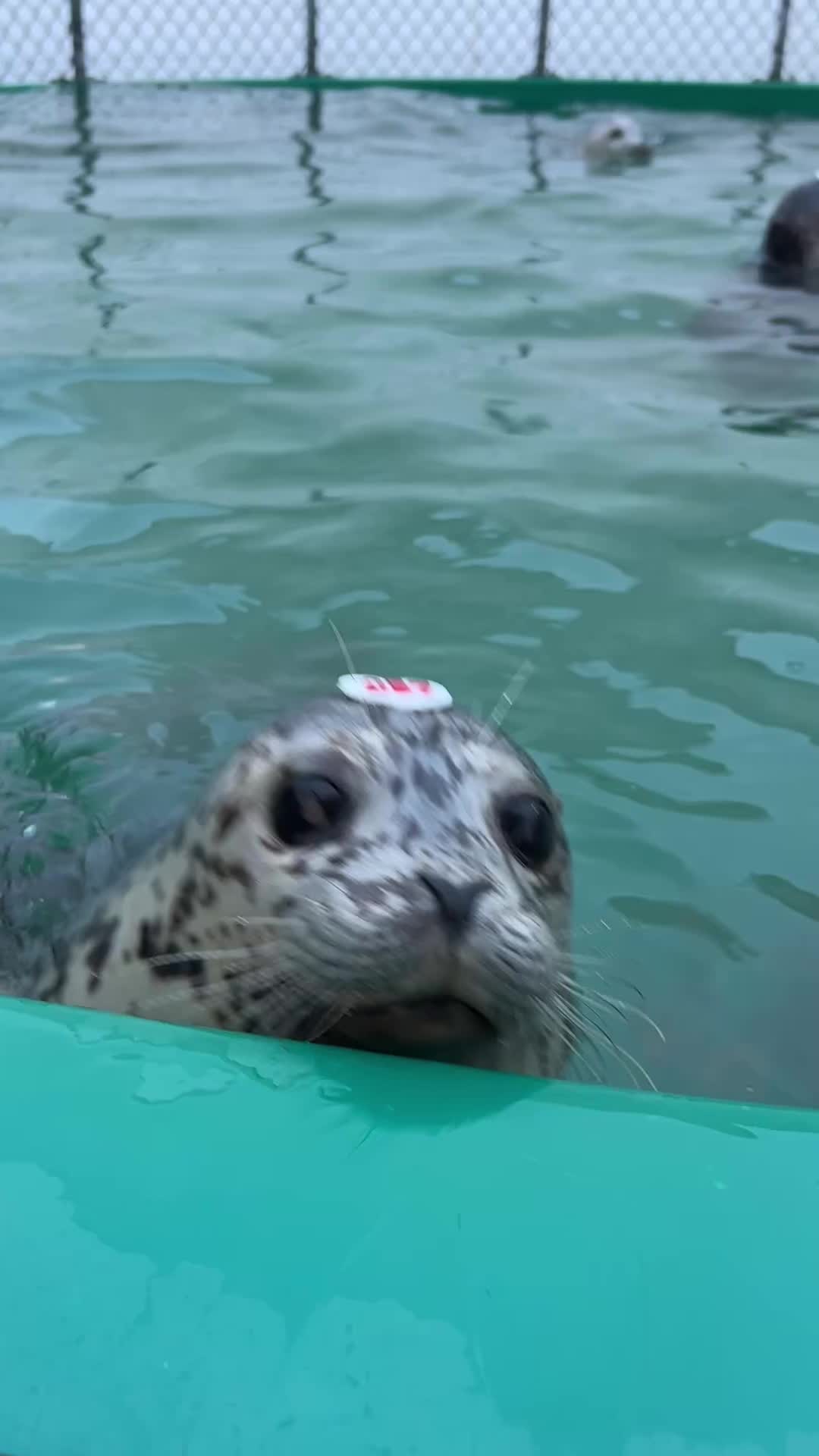 @Marine Mammal Rescue Society