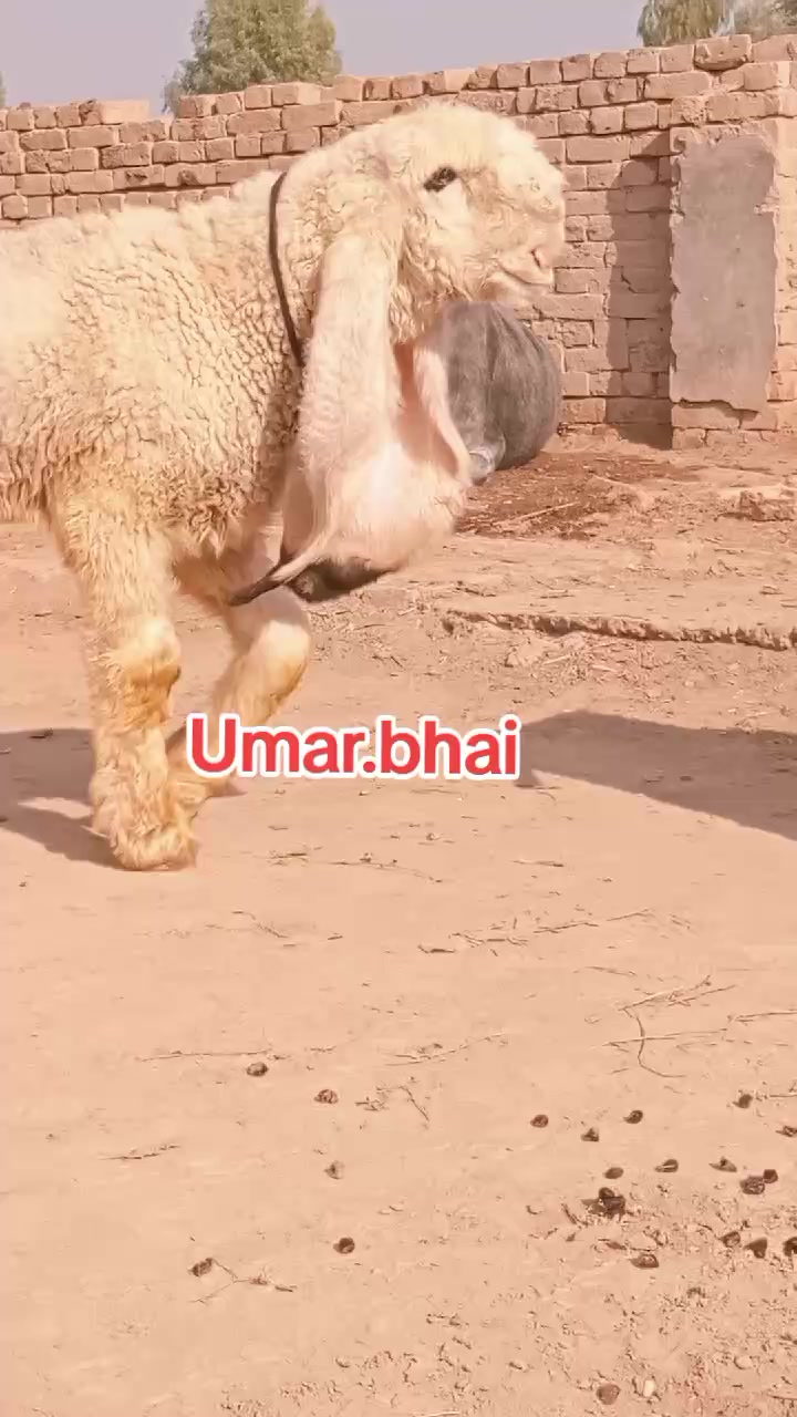 @Umar Farooq