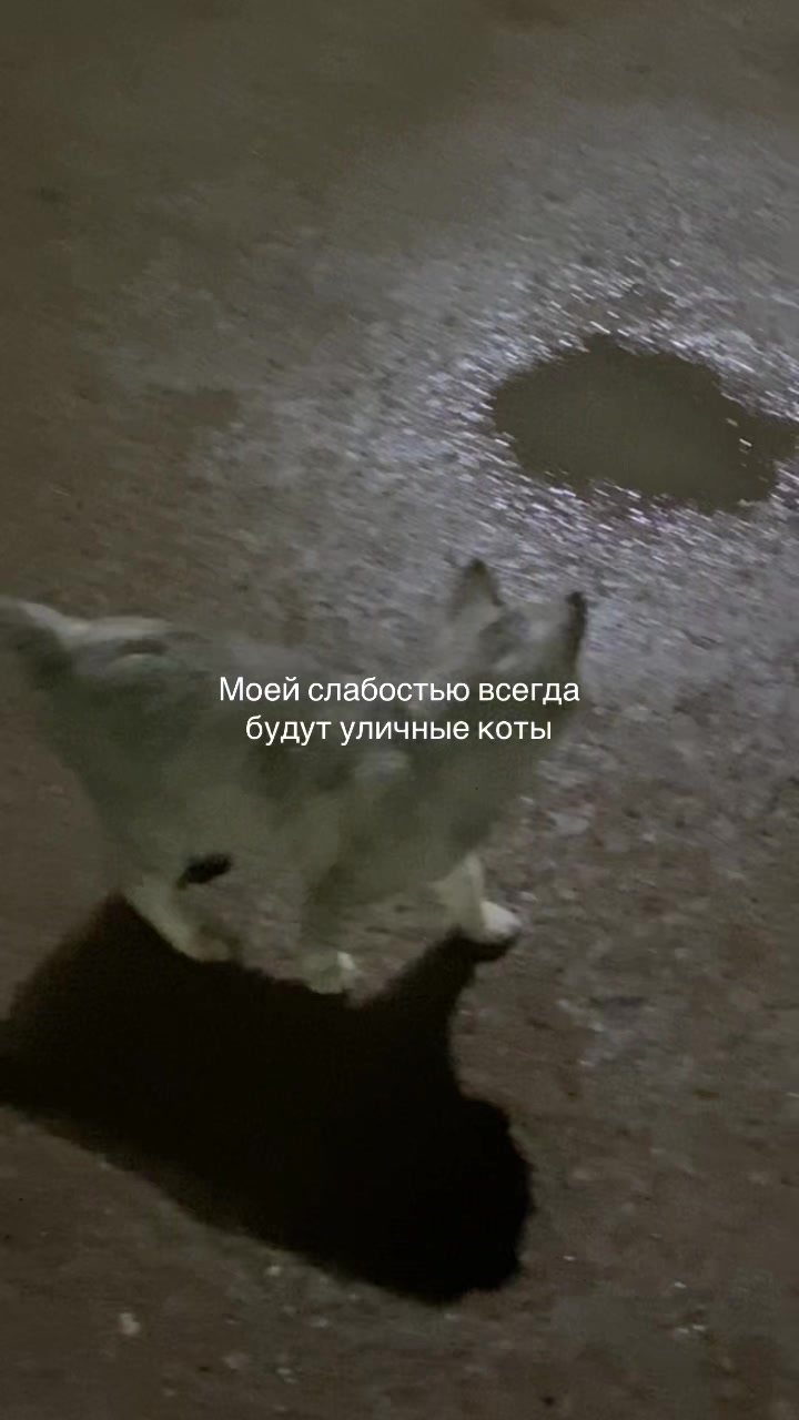 @софи я