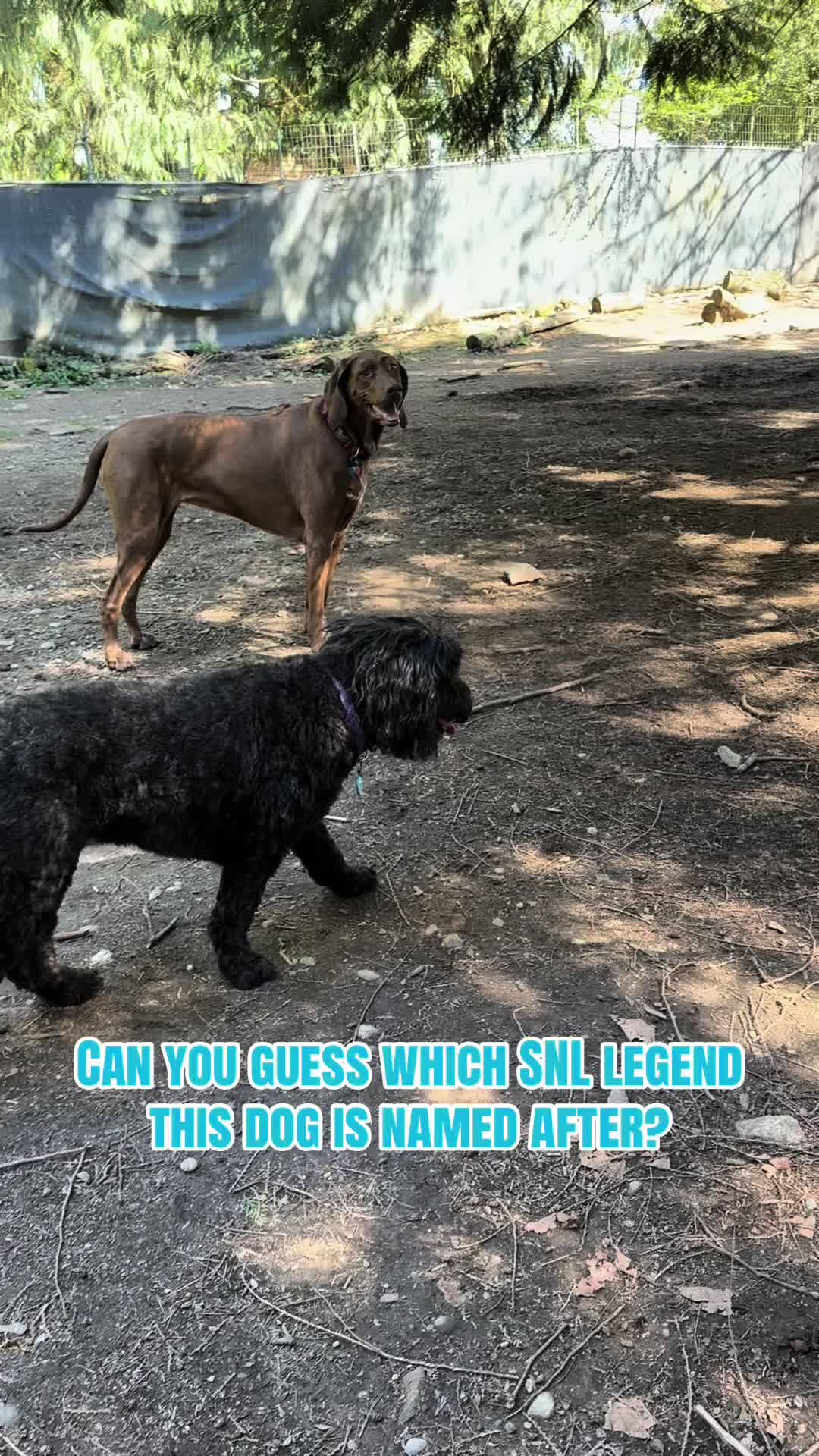 @Derpydogbus