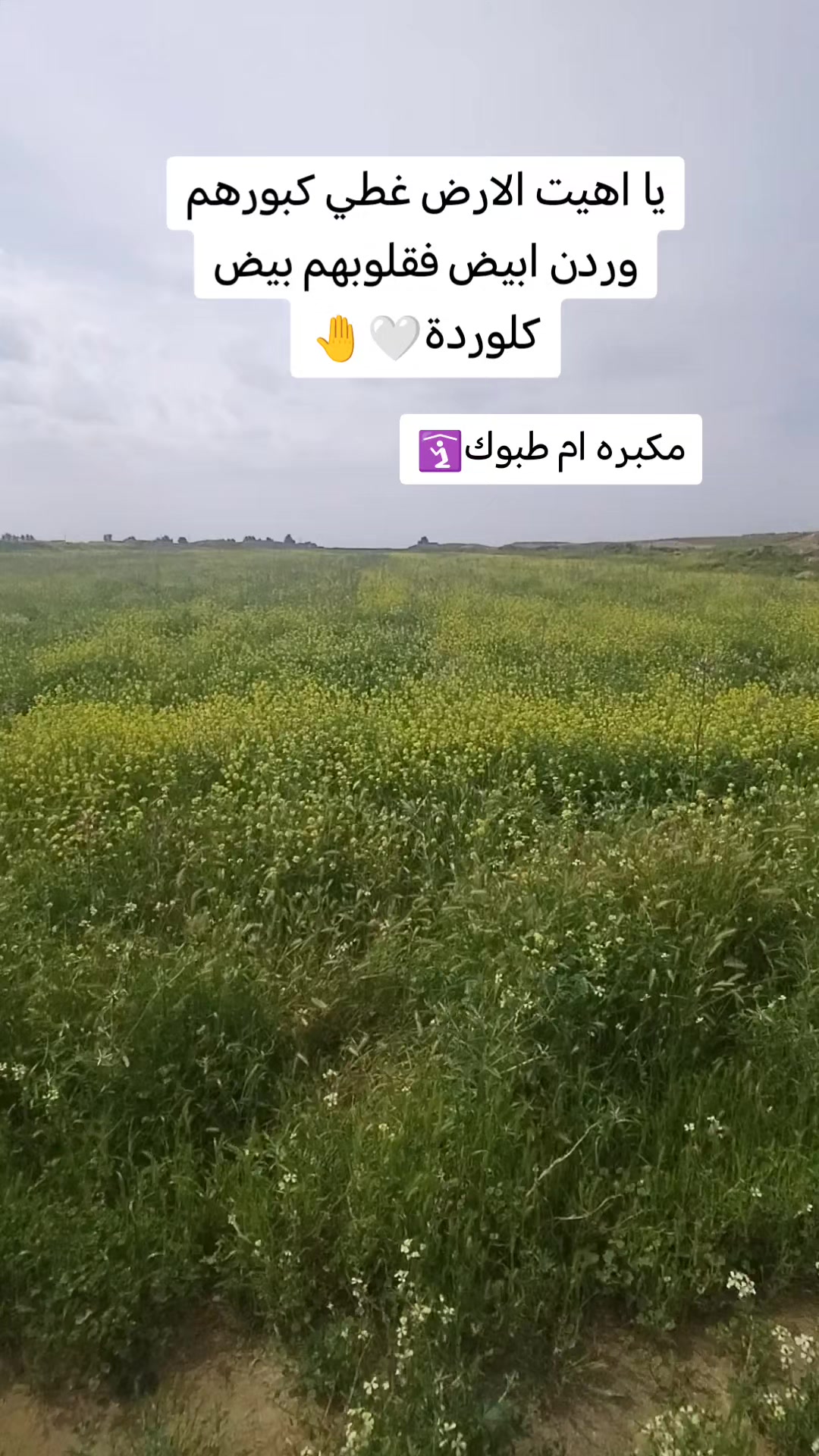 @شاكر الطلحاوي千𓅓