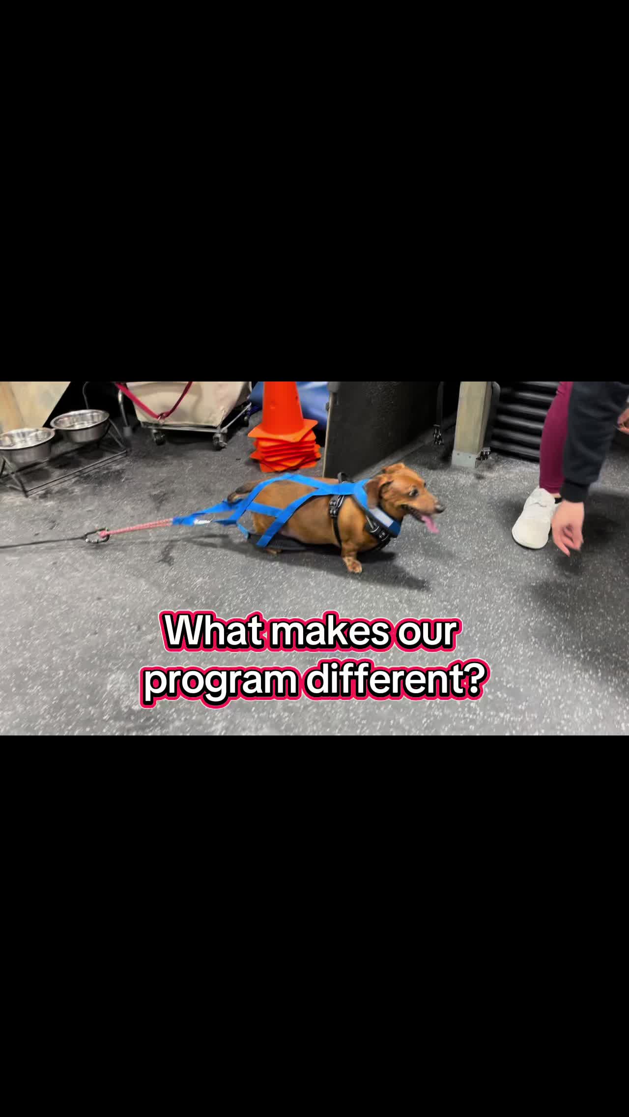 @ArfitDogRehabFitness