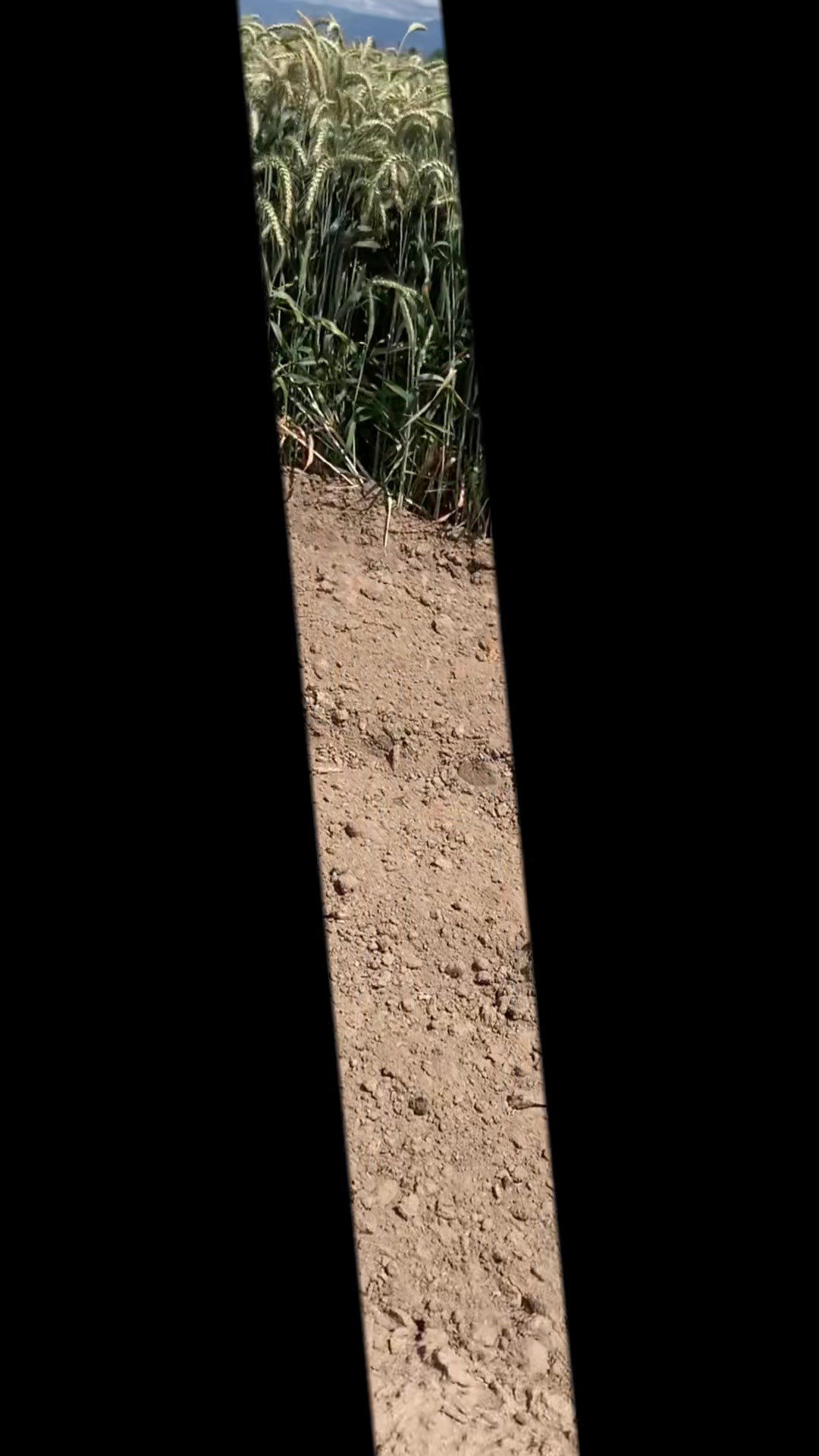 @NeticWayz