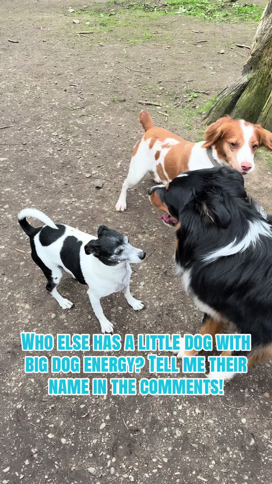 @Derpydogbus