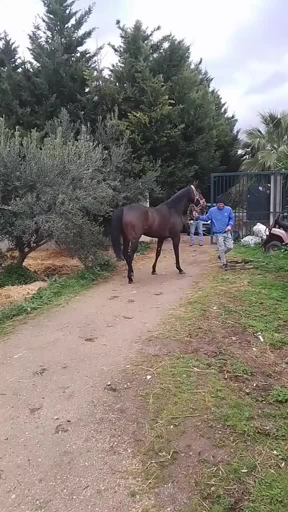 @scuderia vernagallo🐎 Palermo