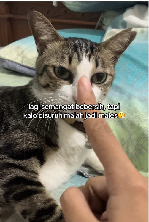 @Keluarga Kebun🍠🥬🥕