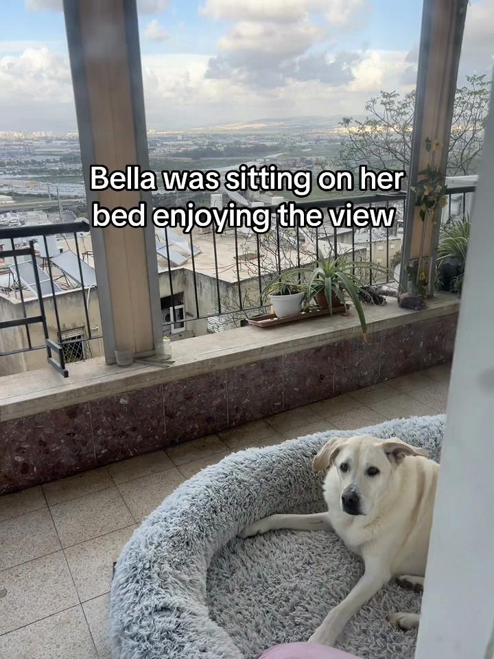 @Nala & Bella 💜