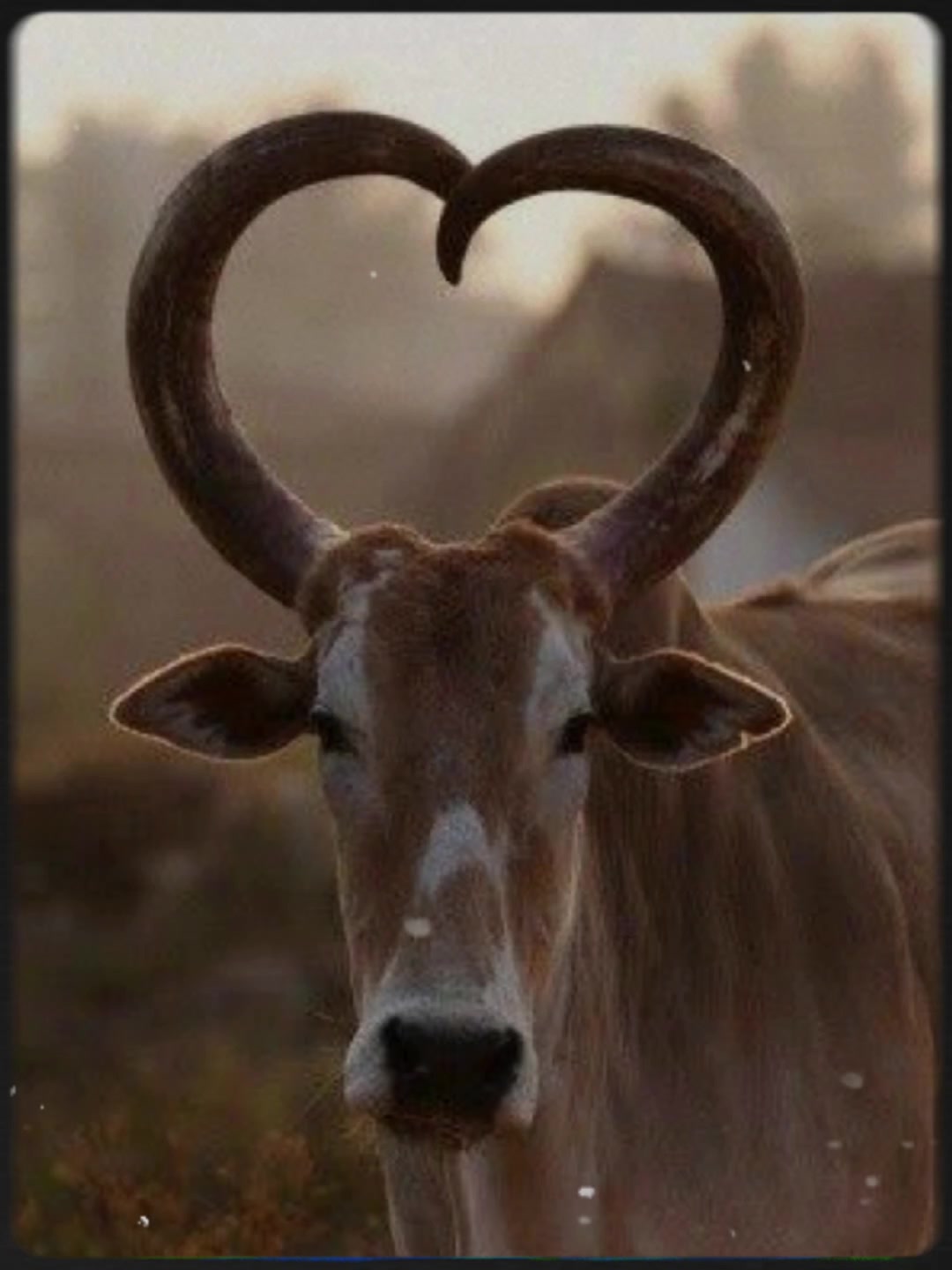 @💗🐎Tu vaquerita🐎💗