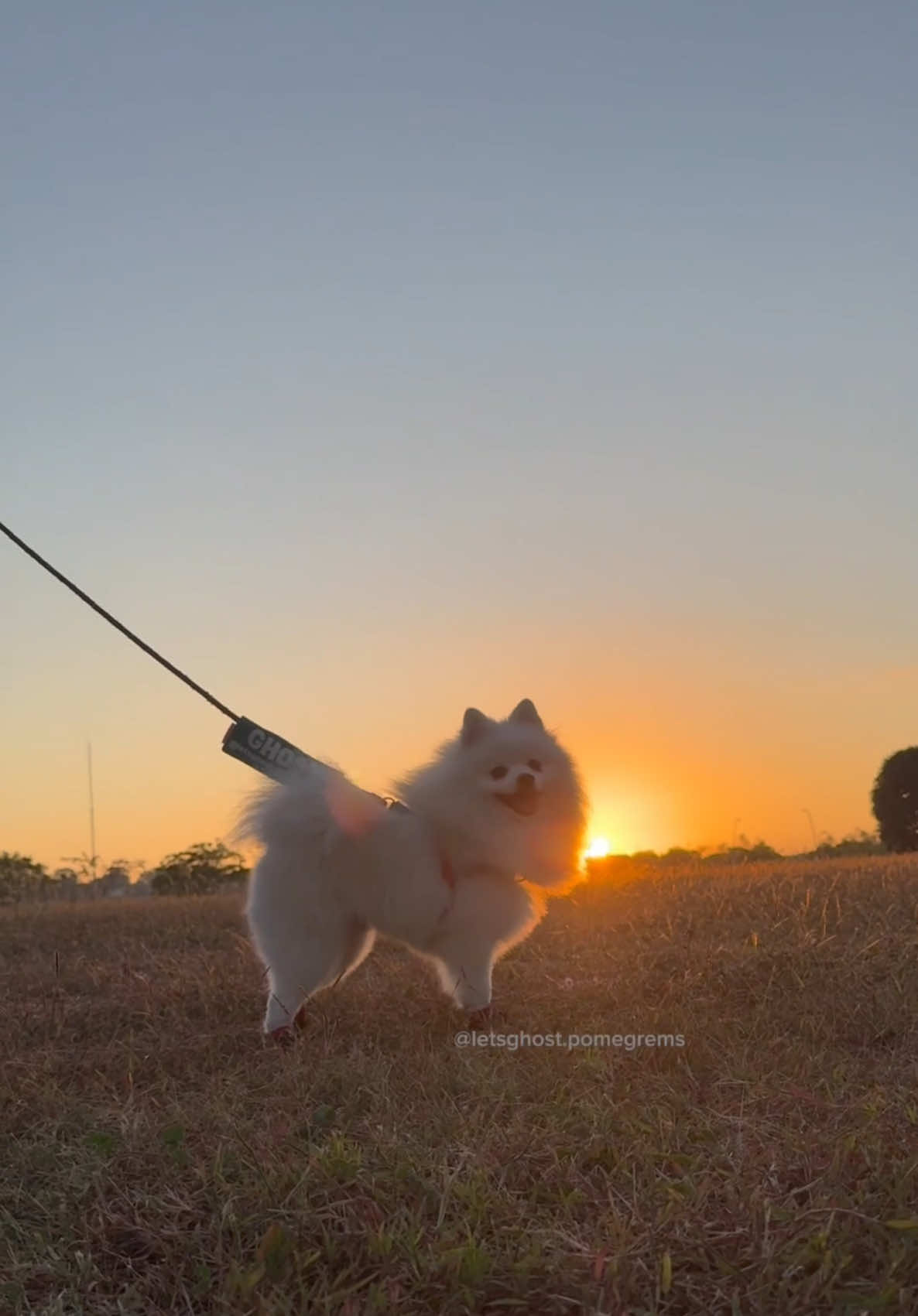 @G H O S T TheRunnerPom