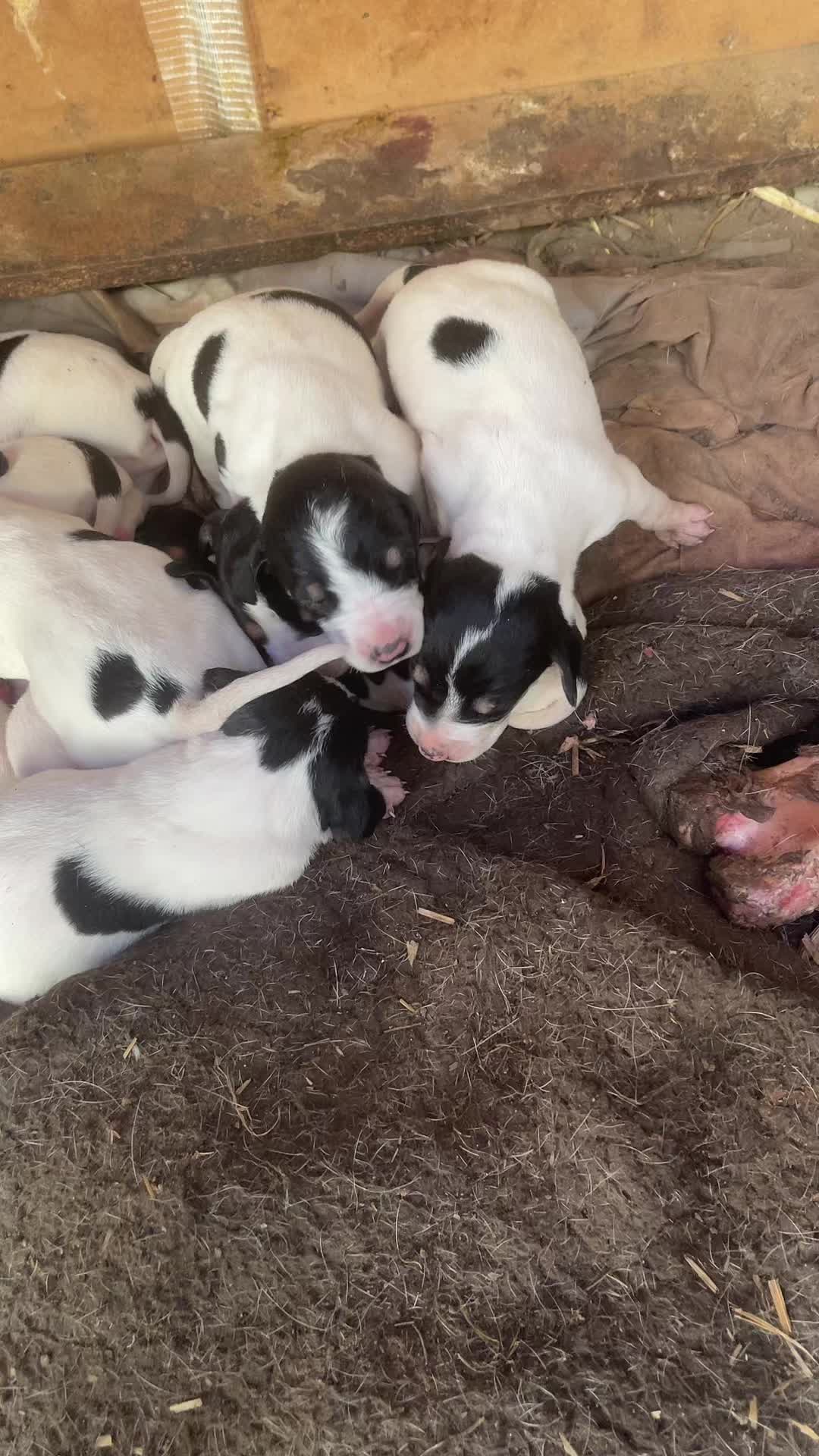 @passion du chien courant