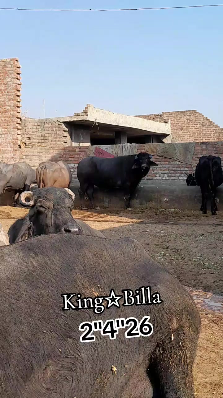 @Honey singh('gujjar')