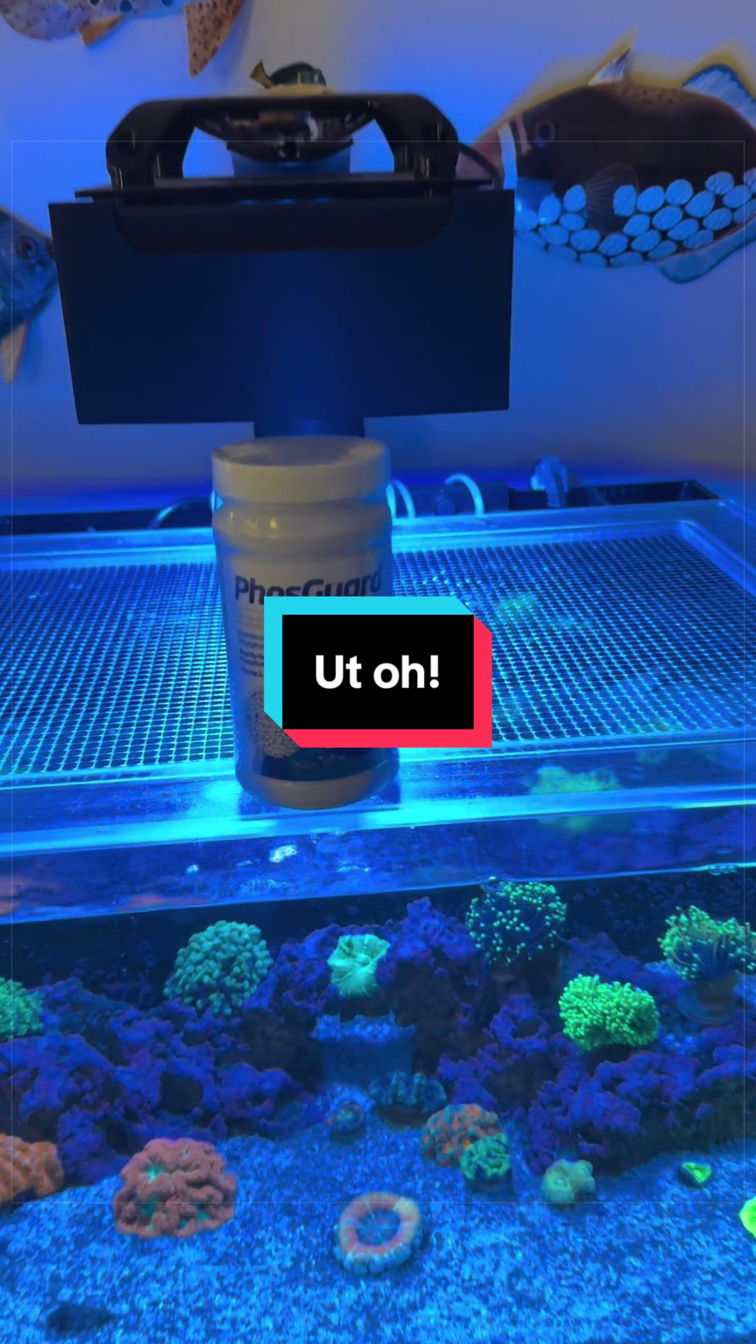 @ReefTok