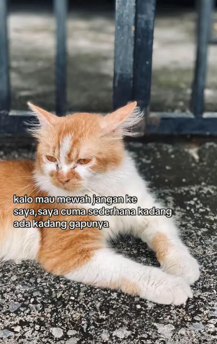 @WONG MUMET 🧠