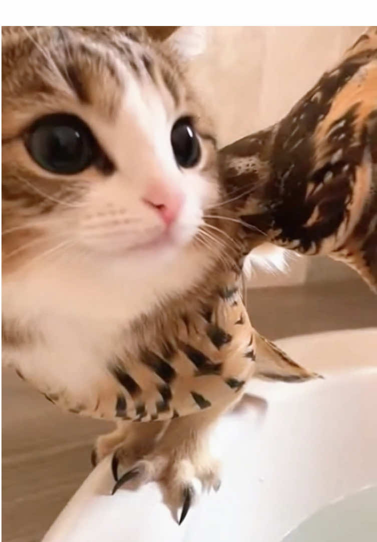 @meowl-109