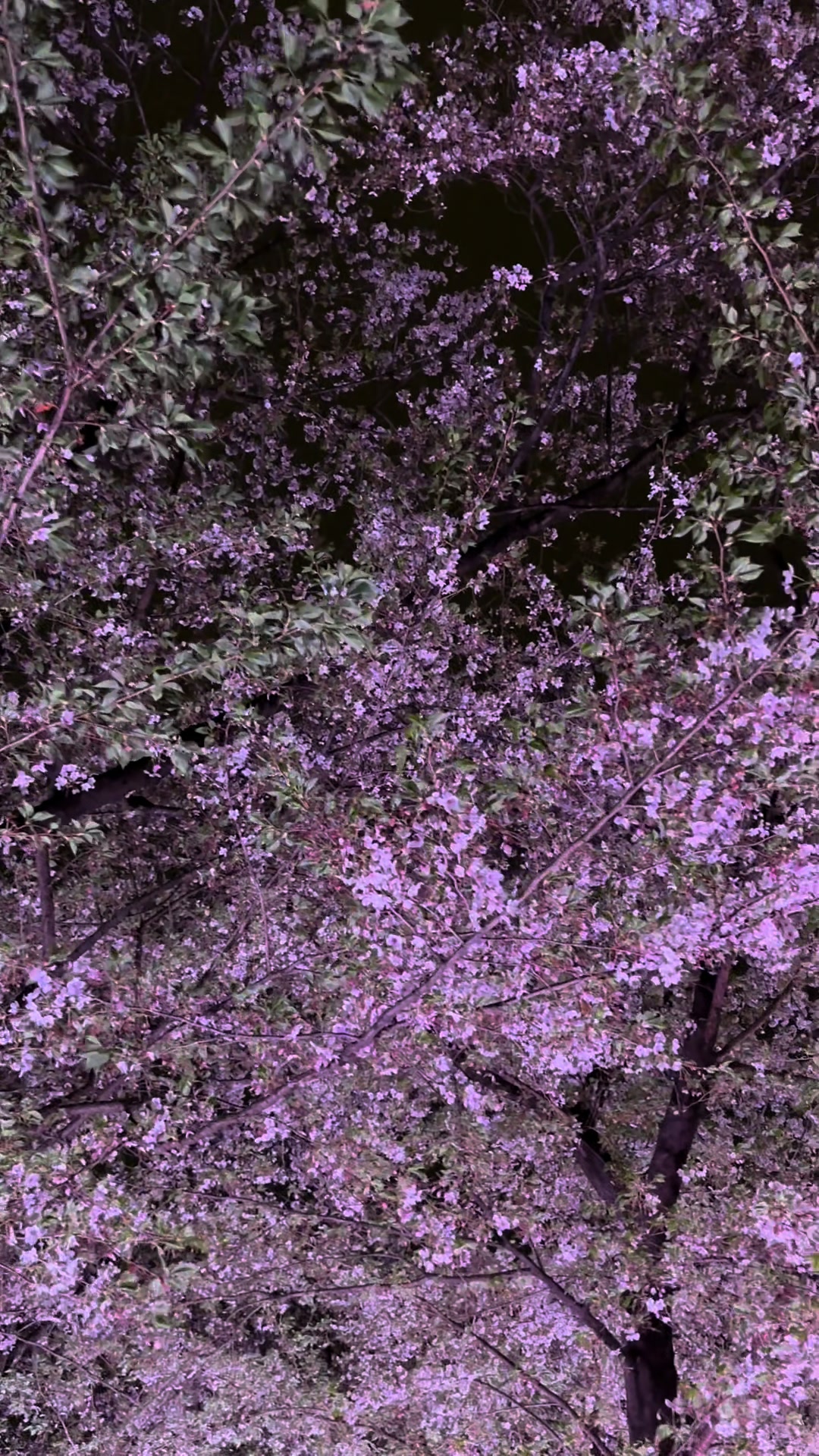 @𝔐arilyne