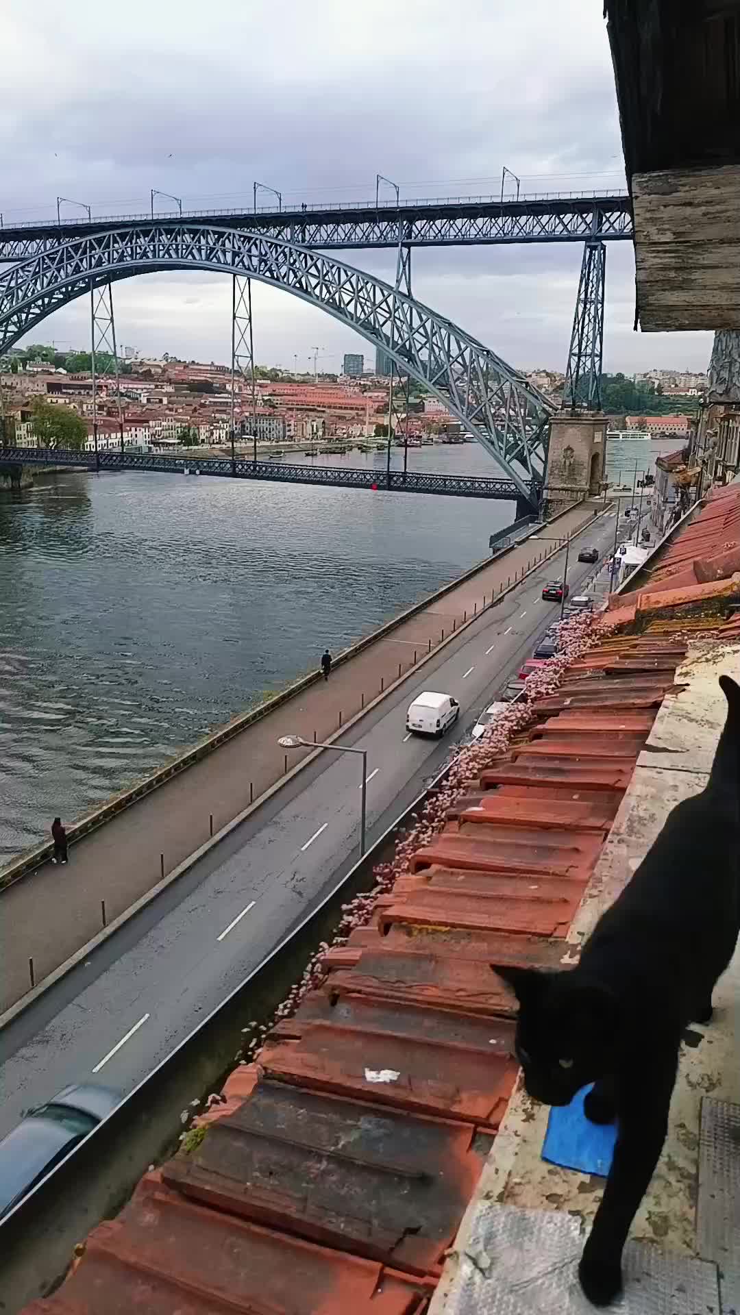 @porto ribeira