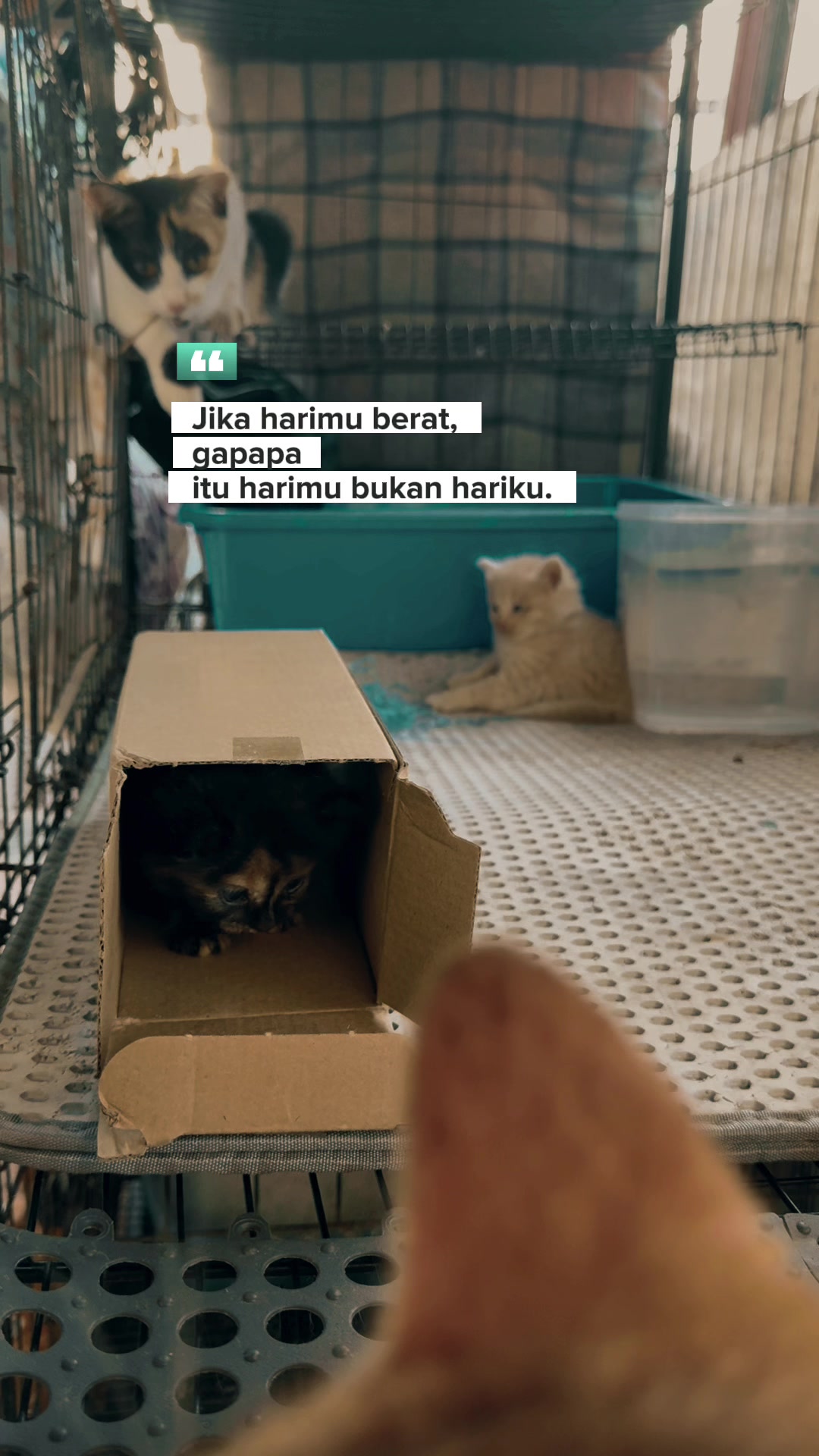 @KUCING SAYA MAJIKAN SAYA|BIHA