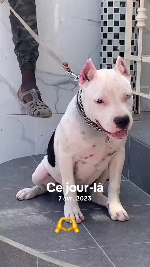 @Momoparleauxchiens🇸🇳🇩🇪