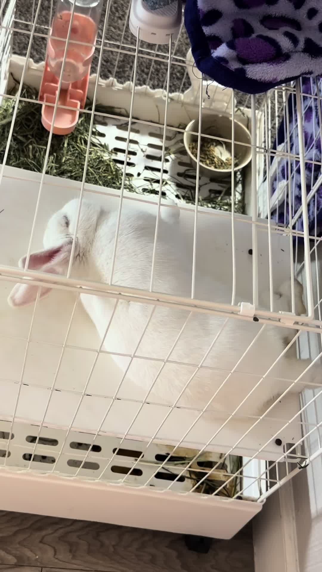 @SoyBambi🐰🥕