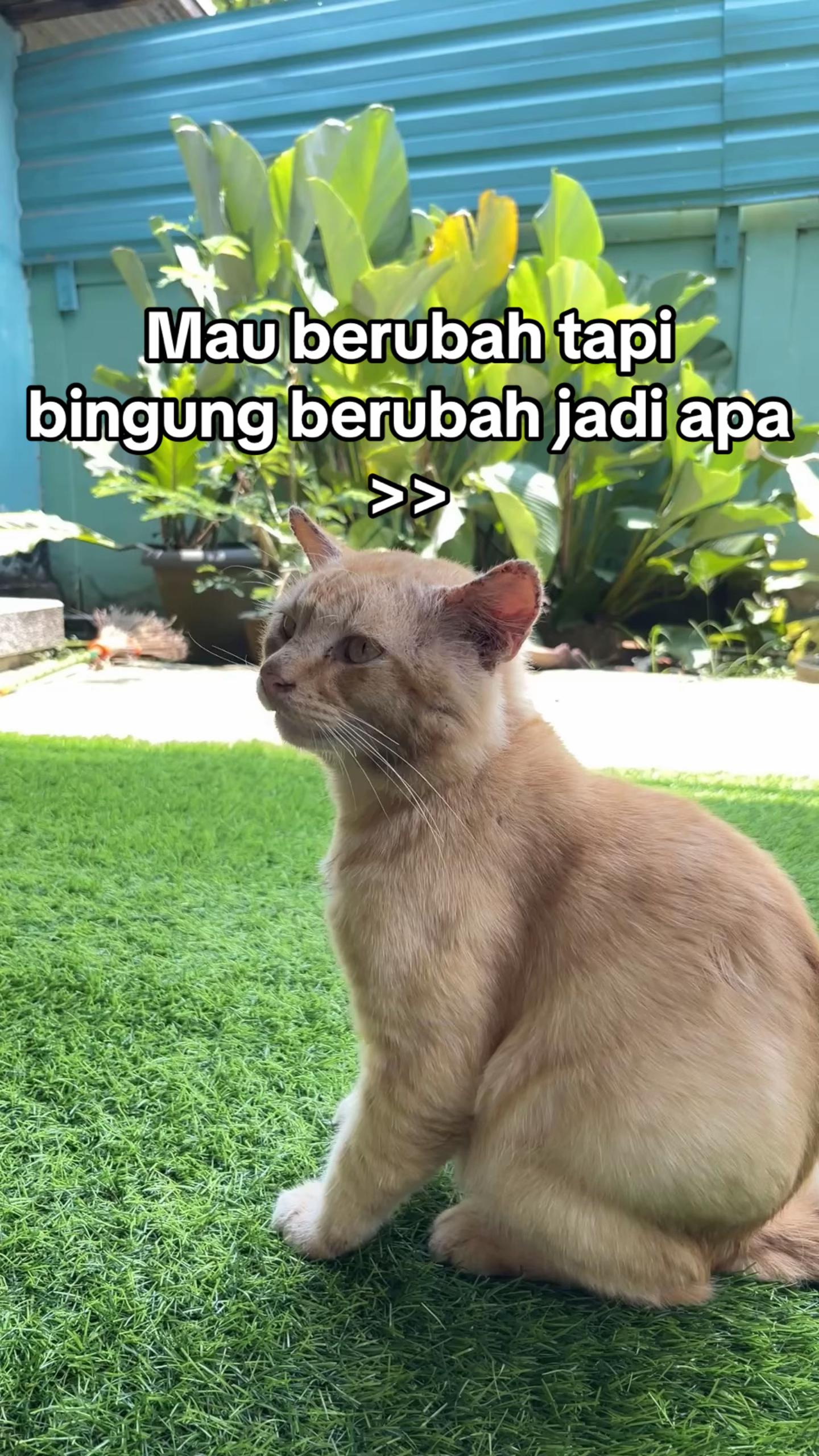 @Tizaar