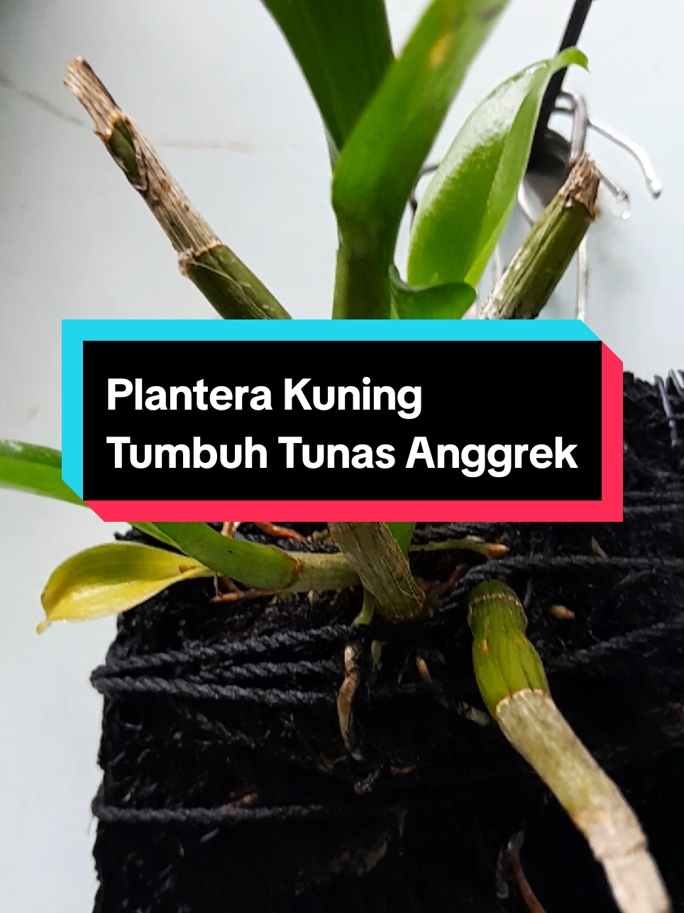 @Ambar healthy herbapedia