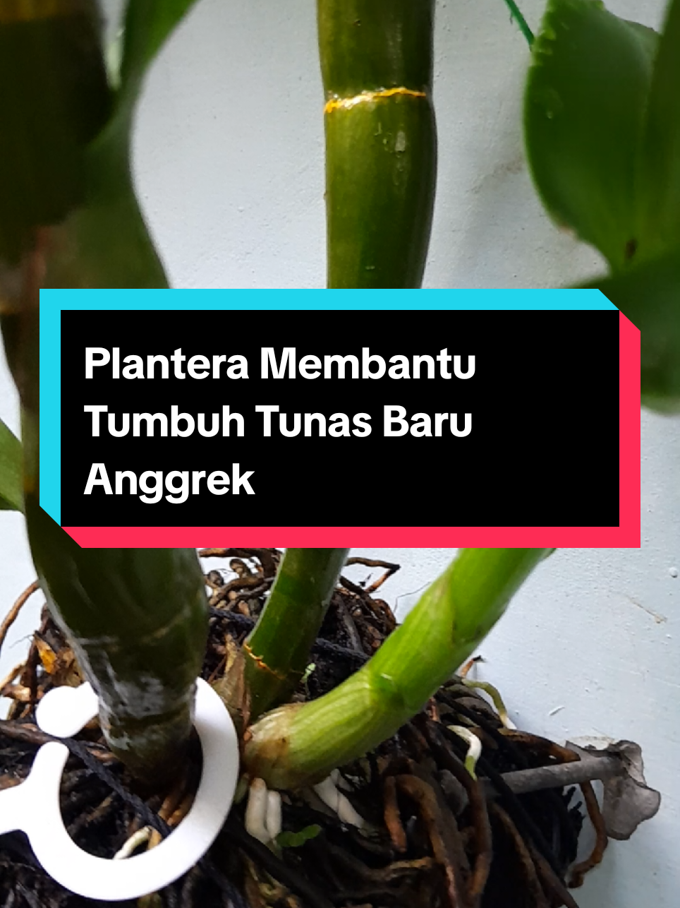 @Ambar healthy herbapedia