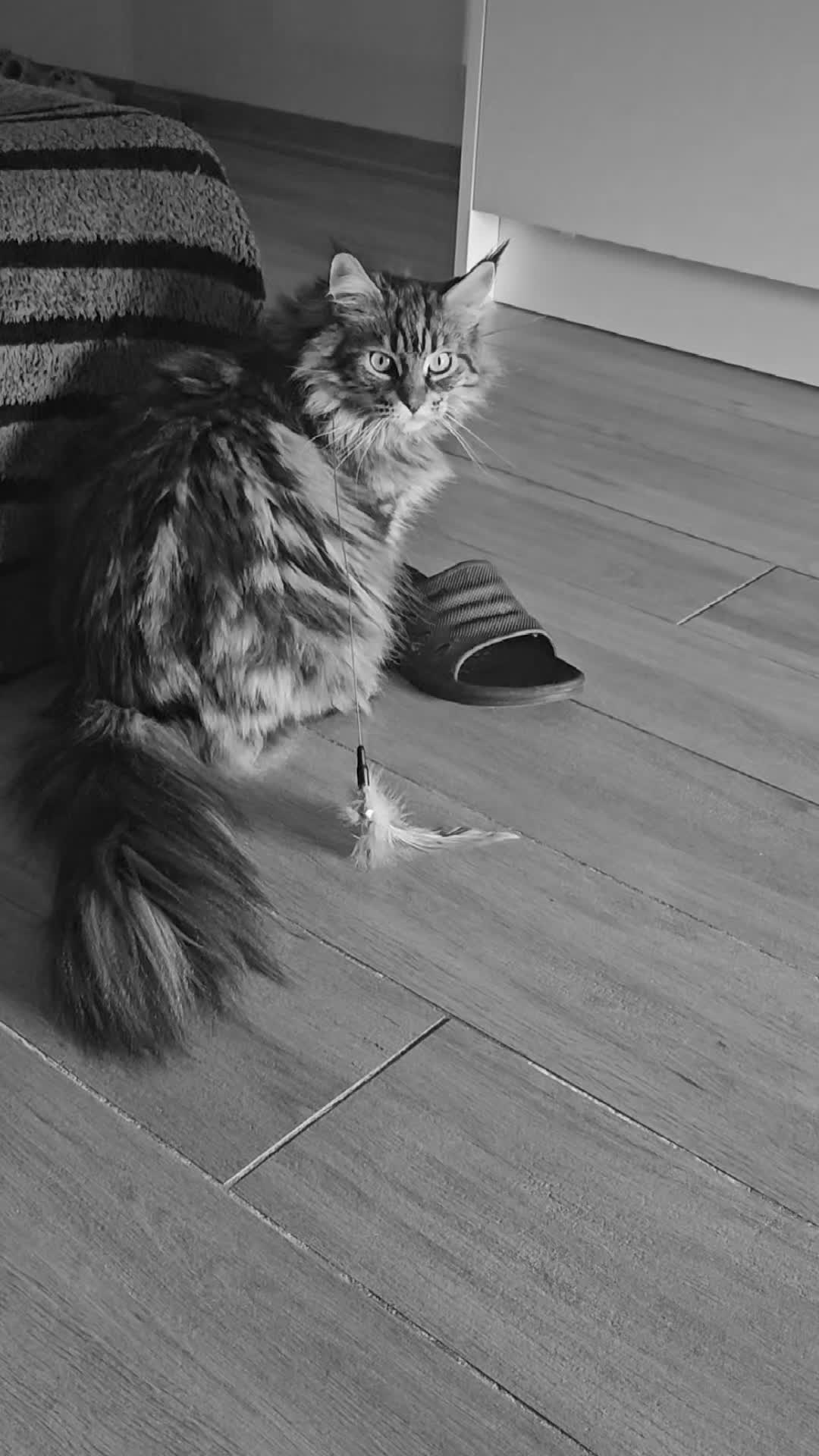 @mainecoonspalace