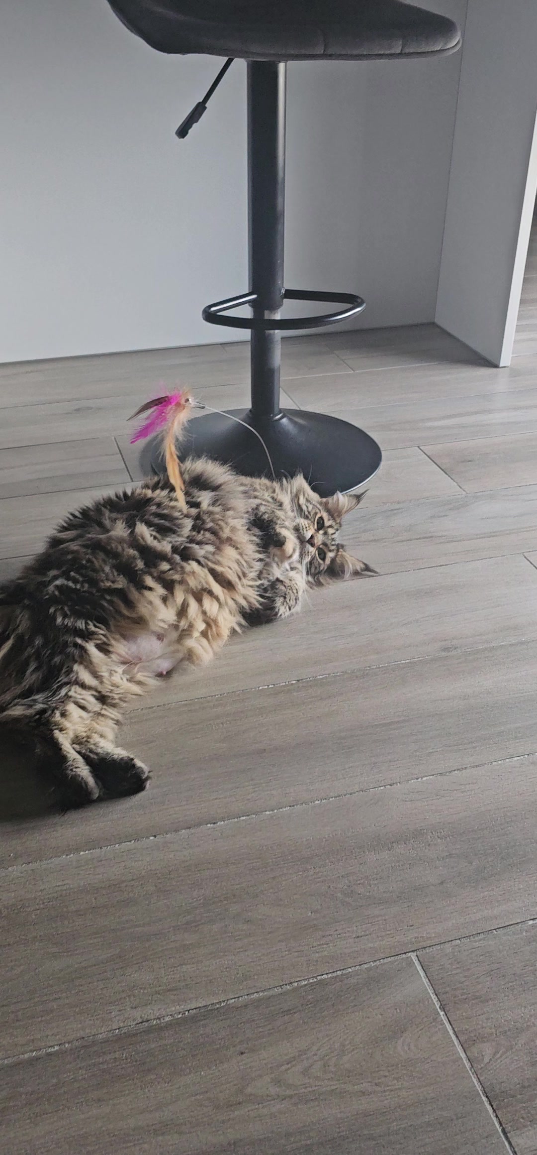 @mainecoonspalace