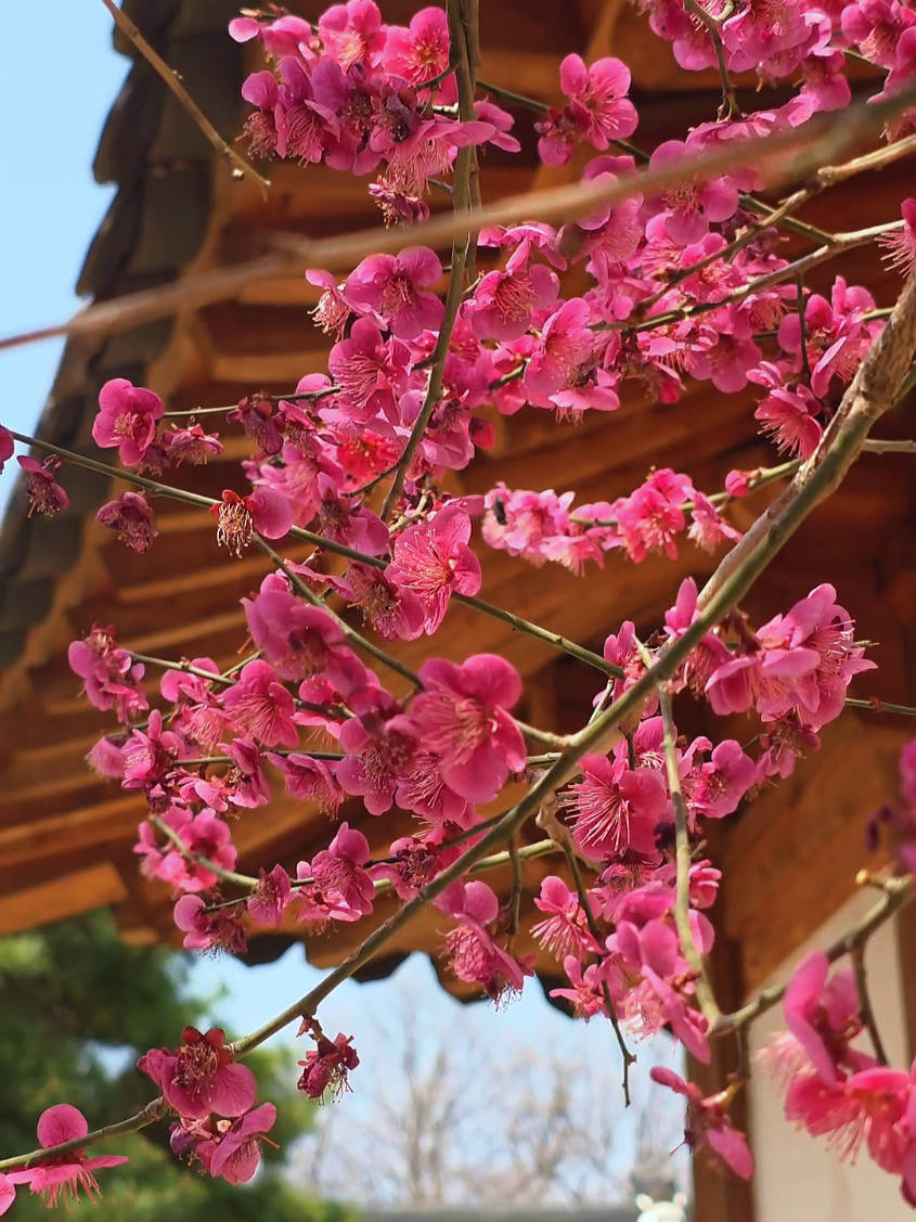 @조이슐랭
