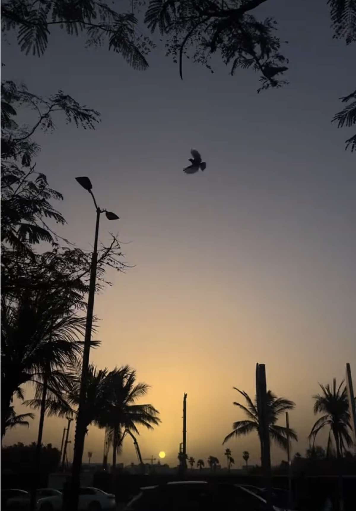 @نجود🕊️