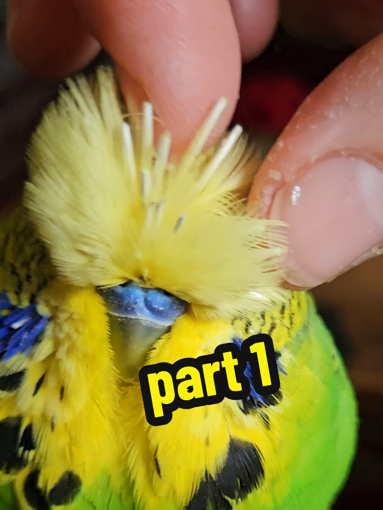 @Run Slow-Mo Charlie🦜