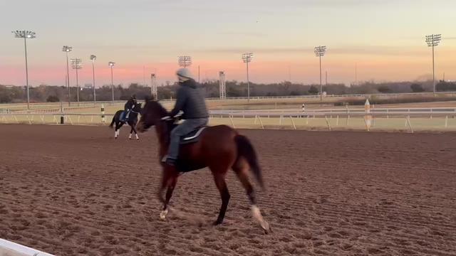 @morfeo 🐦&zwj;⬛🏇🌾
