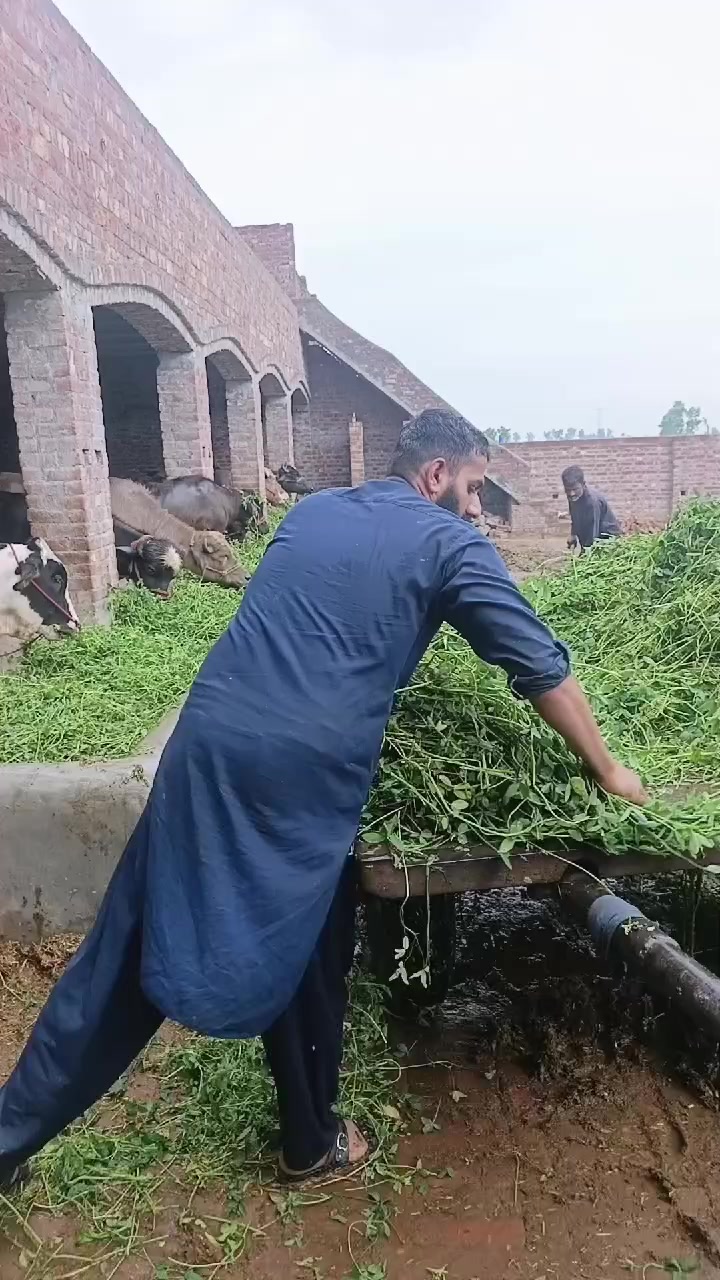 @sufyan Diary farm