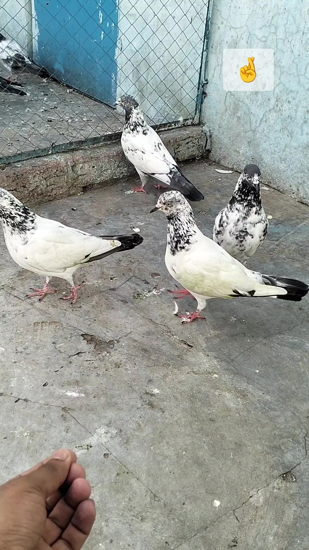 @Ahsan Rajpoot