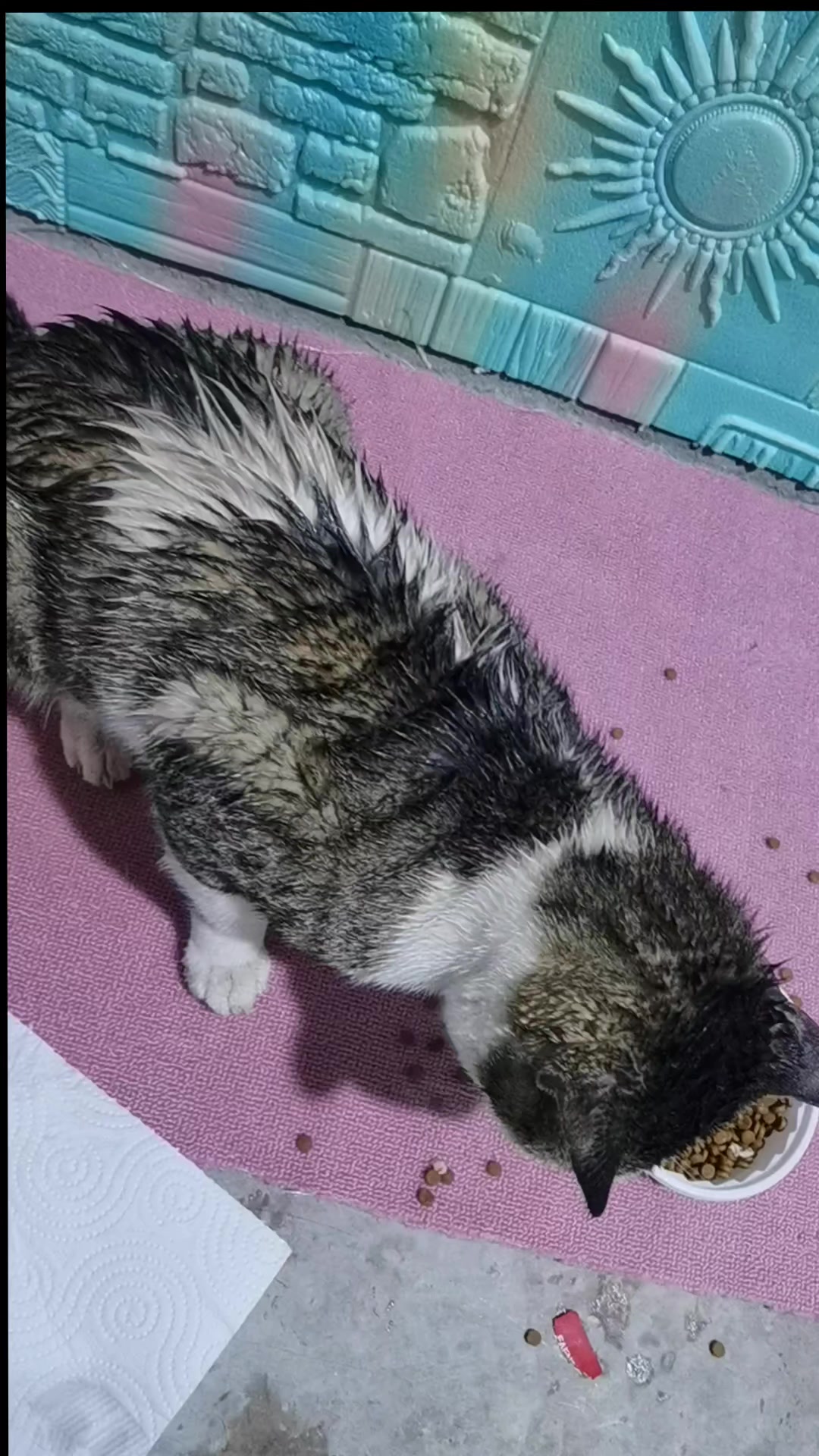 @Catslover