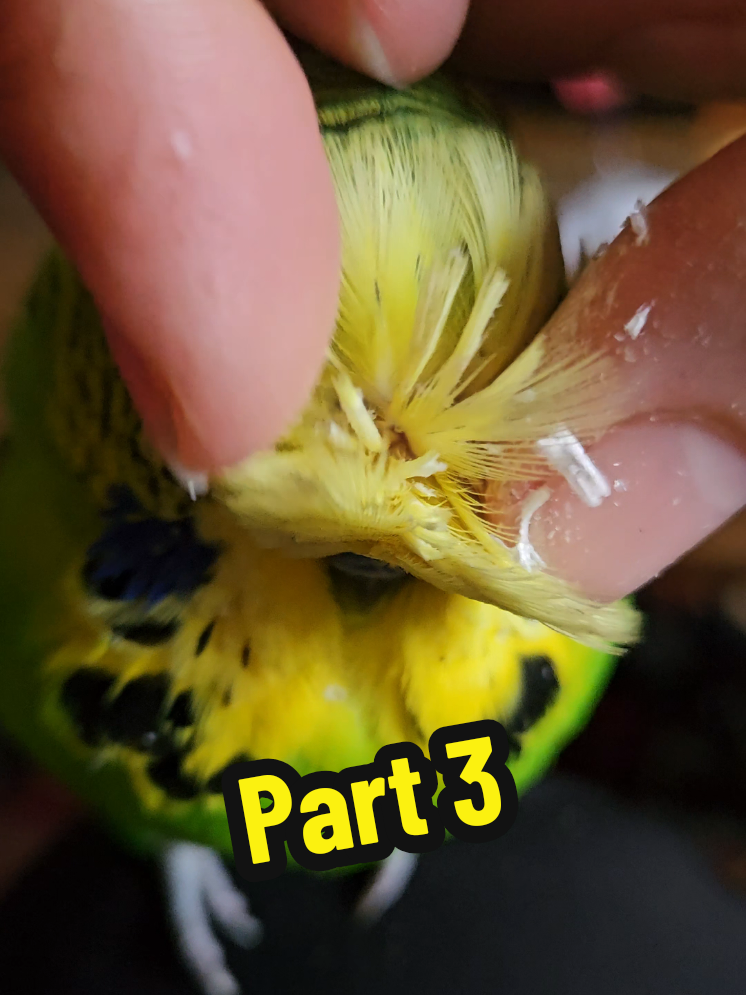@Run Slow-Mo Charlie🦜