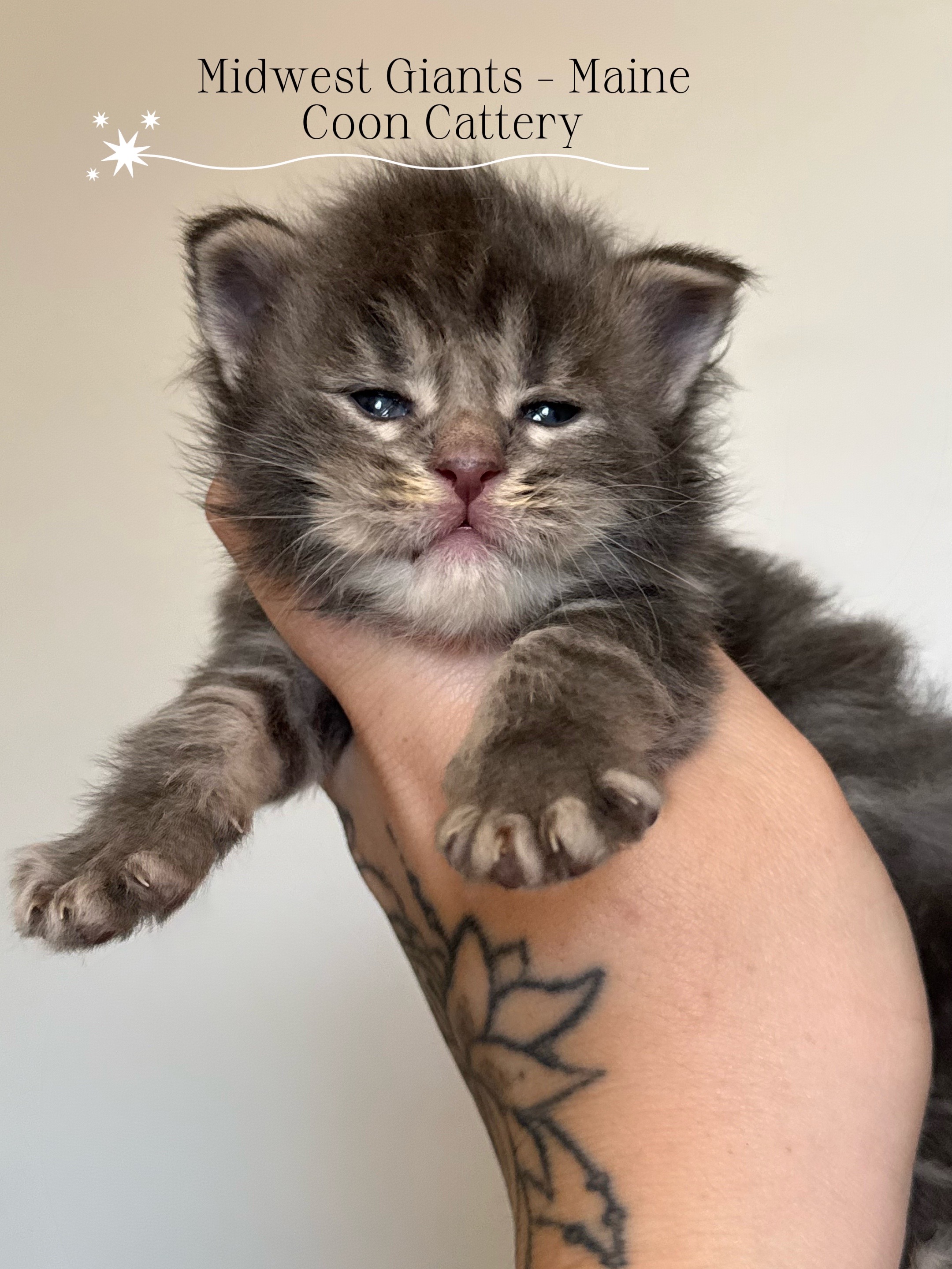 @MidwestGiantsMaineCoonCattery