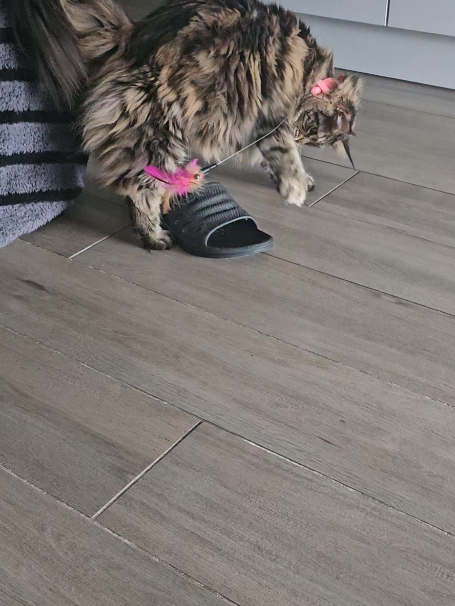 @mainecoonspalace