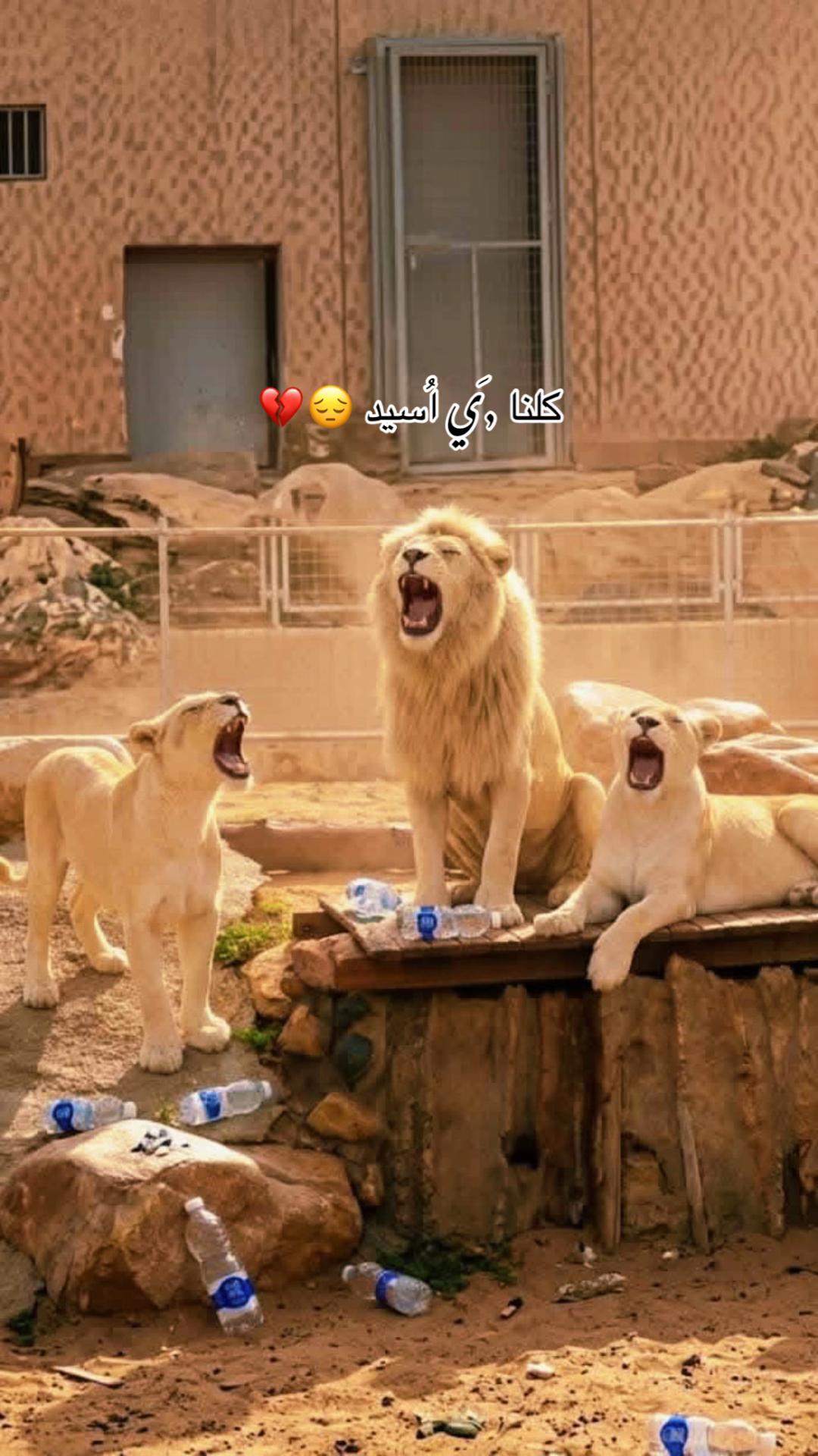 @ولـــنا في الجــنة لــقاء 